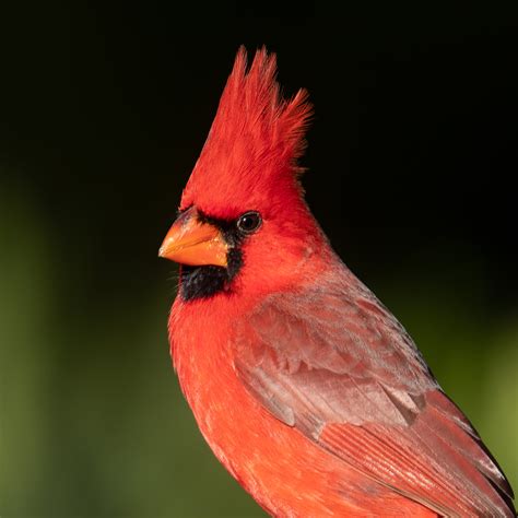Cardinal .